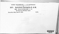 Ramularia rhabdospora image